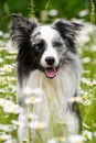 Border collie dog in daisy flower meadow