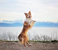 Border collie dog dances above the clouds