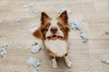 Border collie dog destroying a pillow on living romm with guilty expression. separation anxiety disorder concept