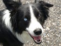 Border collie dog with different eye color