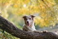 Border collie