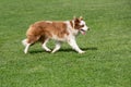 Border collie dog on green grass outdoor