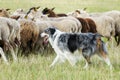 Border collie dog herding a flock of sheep Royalty Free Stock Photo