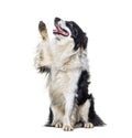 Border collie dog high five and looking up, isolated Royalty Free Stock Photo