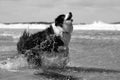 Border Collie dog, high speed action portrait at the beach