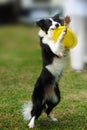 Border collie dog holding toy Royalty Free Stock Photo