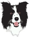 Border Collie dog - Illustration Royalty Free Stock Photo