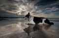 Border Collie Dog Royalty Free Stock Photo