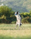 A Border Collie dog jubilantly leaps into the air, catching a blue ball