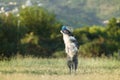 A Border Collie dog jubilantly leaps into the air, catching a blue ball