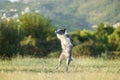 A Border Collie dog jubilantly leaps into the air, catching a blue ball