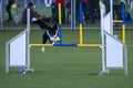 Border Collie jumping over the hurdle during agility training indoors.