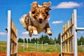 Border Collie dog jumping in agility competition