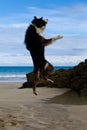 Border Collie Dog jumping on a beach