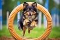 Border Collie dog jumping over hoop in agility competition