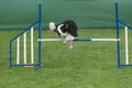 Purebred dog Border Collie jumping over obstacle on agility comp