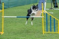 Purebred dog Border Collie jumping over obstacle on agility comp