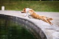 Border collie dog jumping into pond