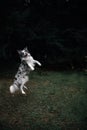 Border collie dog jumps high in the sky with dark background Royalty Free Stock Photo