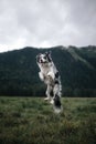 Border collie dog jumps high in the sky with mountains background Royalty Free Stock Photo