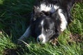 Border Collie Dog Laying Down in Long Green Grass Royalty Free Stock Photo