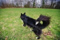 Border Collie dog without leash  running outdoors Royalty Free Stock Photo