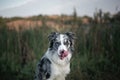 Border collie dog licks his nose in the open air Royalty Free Stock Photo