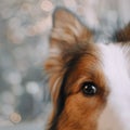 Border collie dog looking in the camera