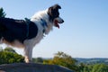 Border Collie Dog Looking Out Over View