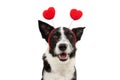 Border collie dog love celebrating valentine`s day with a red heart shape diadem. Isolated on white background. Happy expression Royalty Free Stock Photo