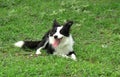 Border collie dog lyiing on the grassland Royalty Free Stock Photo