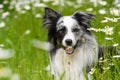 Border collie dog lying in daisy flower meadow