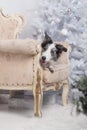 Border collie dog lying down on white Christmas