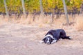 Playful black and white border collie lying on ground