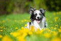 Border collie dog in a spring meadow Royalty Free Stock Photo