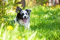 Border collie dog in a spring meadow Royalty Free Stock Photo