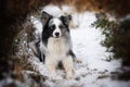 Border collie dog lying in winter landscape Royalty Free Stock Photo