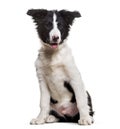 Border Collie dog, 4 months old Royalty Free Stock Photo