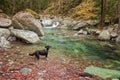 Border Collie dog paddles in a river in Corsica Royalty Free Stock Photo