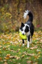 Border collie dog playing in autumn leaves Royalty Free Stock Photo