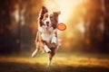 Border Collie dog playing frisbee Royalty Free Stock Photo