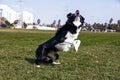 Border Collie Dog Playing in the Park Royalty Free Stock Photo