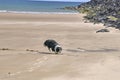 Border Collie Dog - playing with a stick on a sandy beach Royalty Free Stock Photo