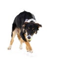 Border collie, dog and playing with tennis ball in studio, white background and mockup. Dogs, happy animals and ball Royalty Free Stock Photo