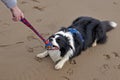 Border Collie Dog - playing with a toy on a sandy beach Royalty Free Stock Photo