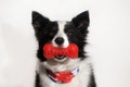 portrait of a border collie dog Royalty Free Stock Photo