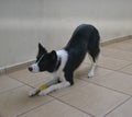 Border collie dog plays with his yellow colored ball in a yard with caramica floor and white wall