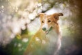 Border collie dog portrait in spring