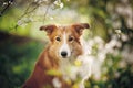 Border collie dog portrait in spring Royalty Free Stock Photo