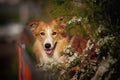 Border collie dog portrait in spring Royalty Free Stock Photo